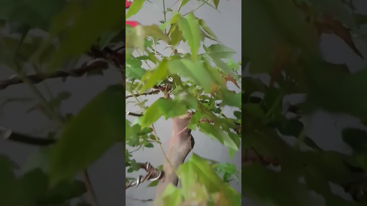 Bonsai acer tridente!!! MASARU BONSAI ✔