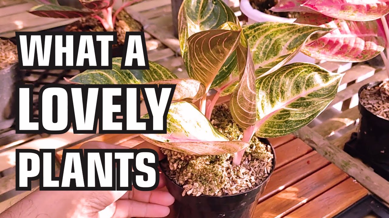 Moonlight Aglaonema Indoor plant | chinese evergreen Repotting, propagation and Care