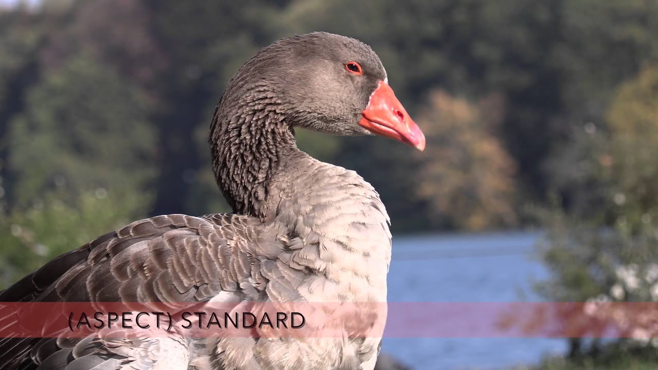 Test master Canon XC10 en 4K
