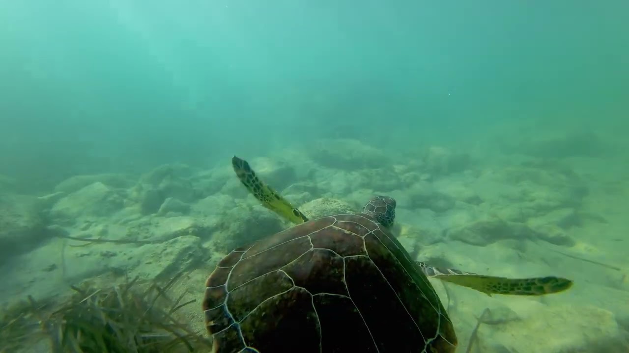 Underwater footage of the green sea turtle ( Chelonia mydas ) in Paphos, Cyprus