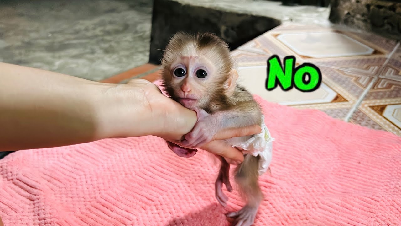 Baby monkey Tina clings tightly to her mother and doesn't want to leave, so adorable