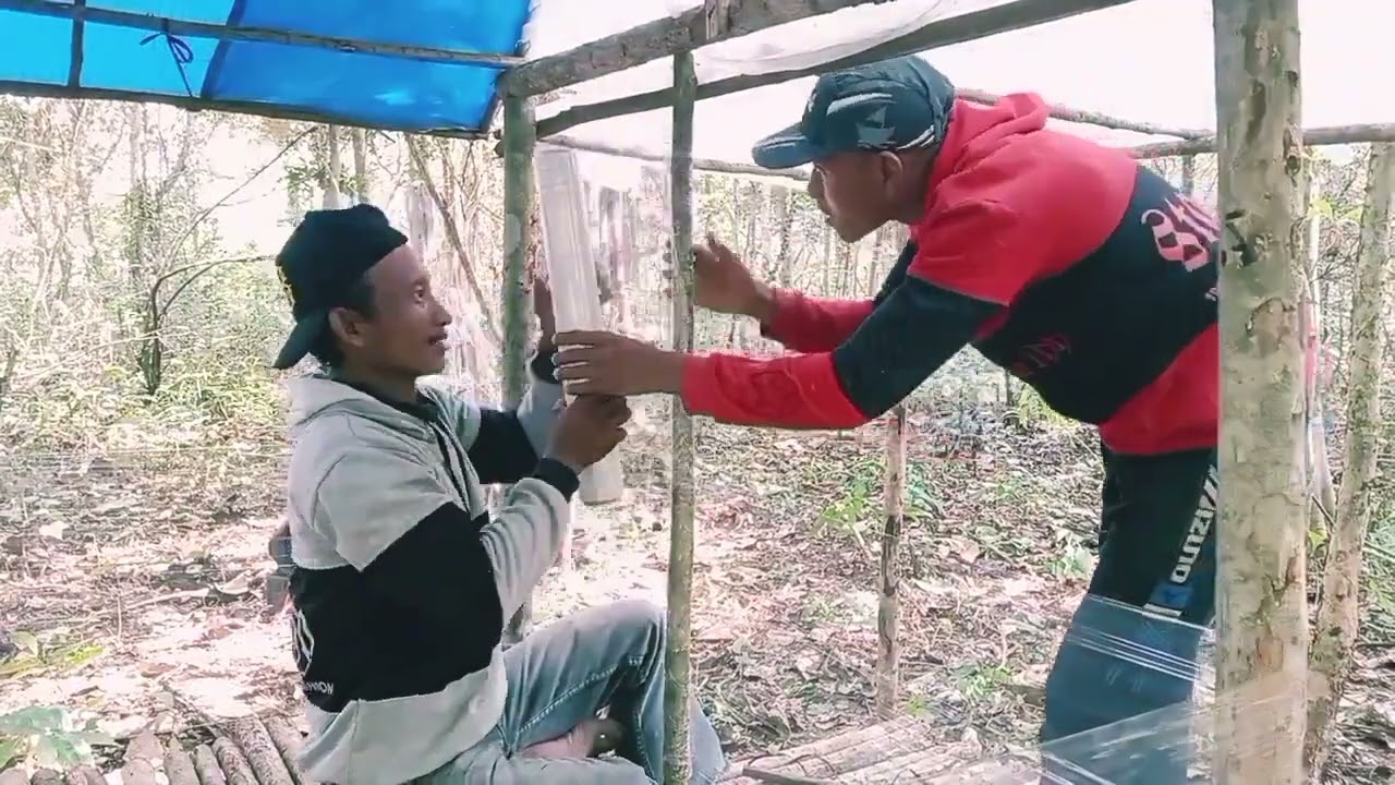 Berkemah ditengah hutan belantara membangun shelter sederhana tidur nyenyak semalaman menikmati alam