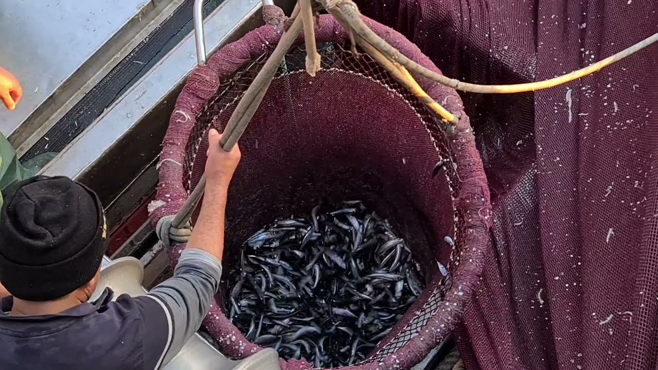 Sardine  Larache PART 2 2021