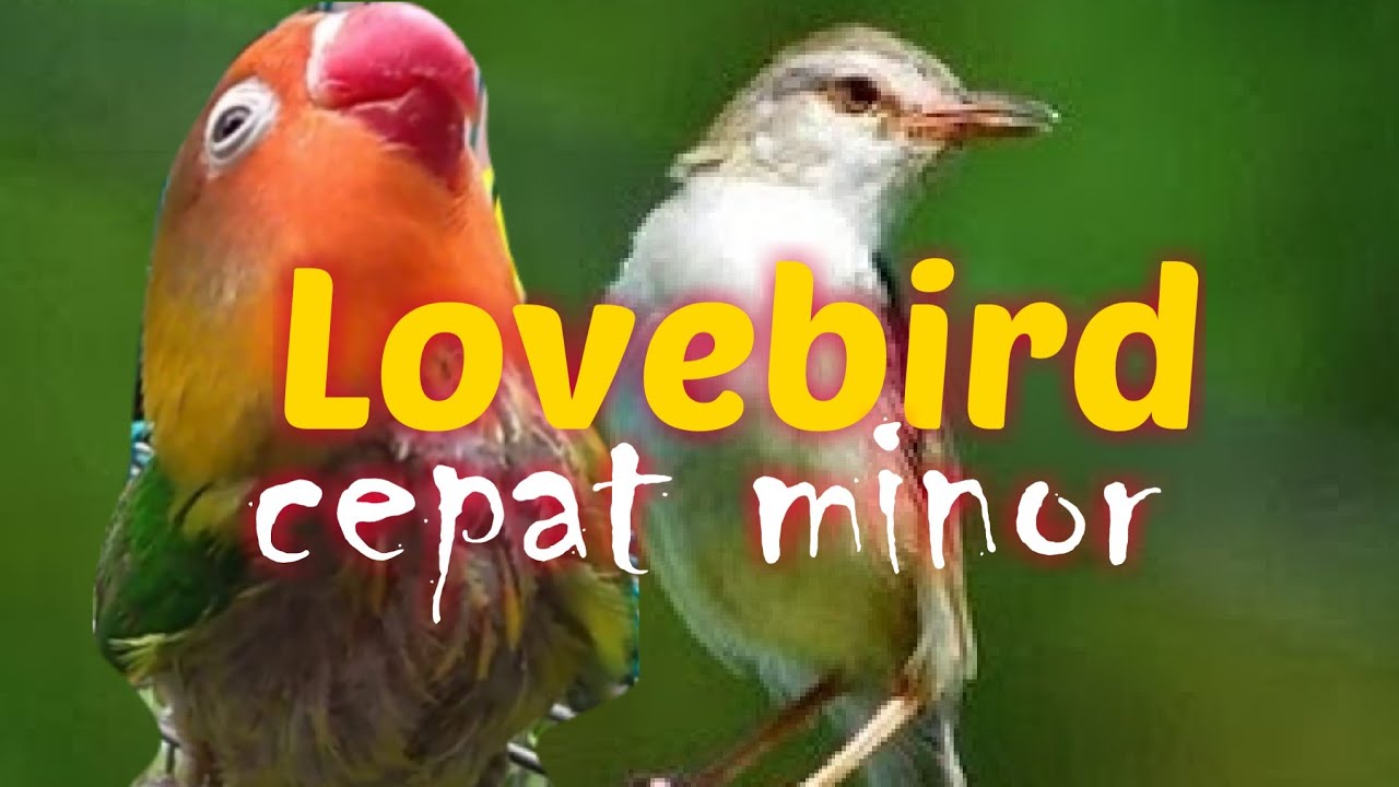 Suara Ciblek Sawah/ Ciblek Pari Full Ngingkling Masteran Lovebird Minor