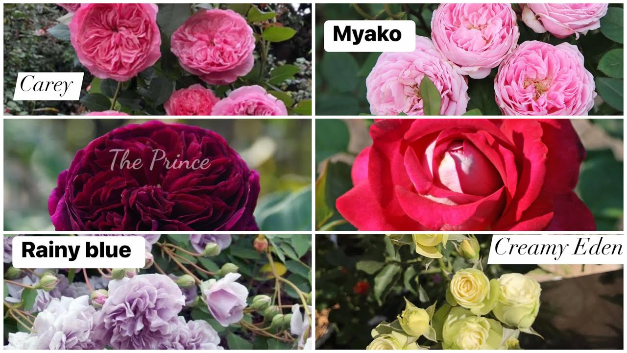 How to grow the 6 most beautiful Roses in the world from cutting | Dr. Plants X