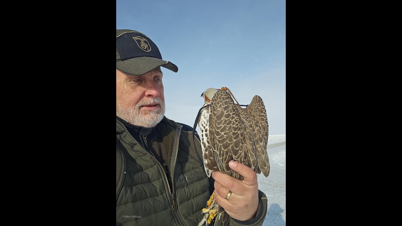 Sky Fishing ... trapping a wild prairie falcon