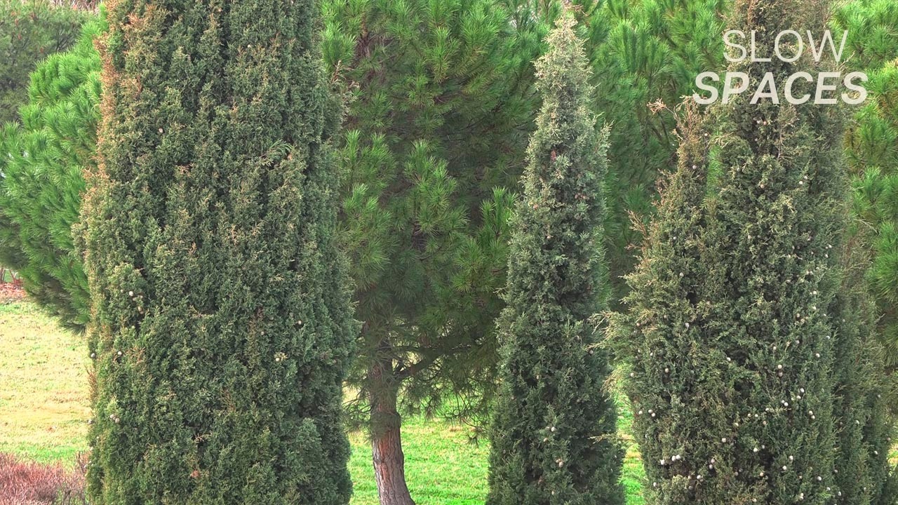 Wind Through Trees | Natural Forest Sounds | Calm Outdoor Ambience | 1 Hour 50 Minutes