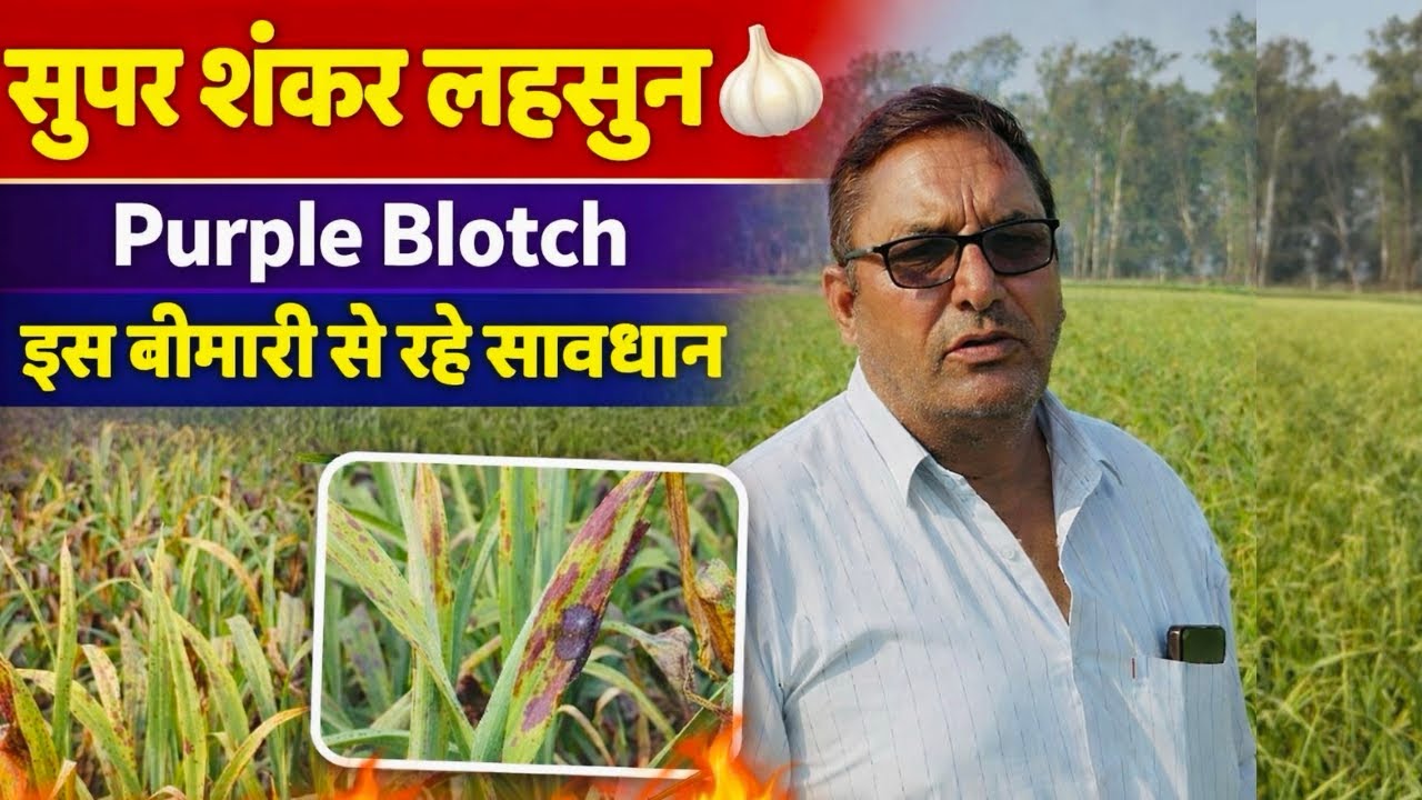 Super Shankar Lahsun🧄में Purple Blotch बीमारी? | Control, Prevention & Spray