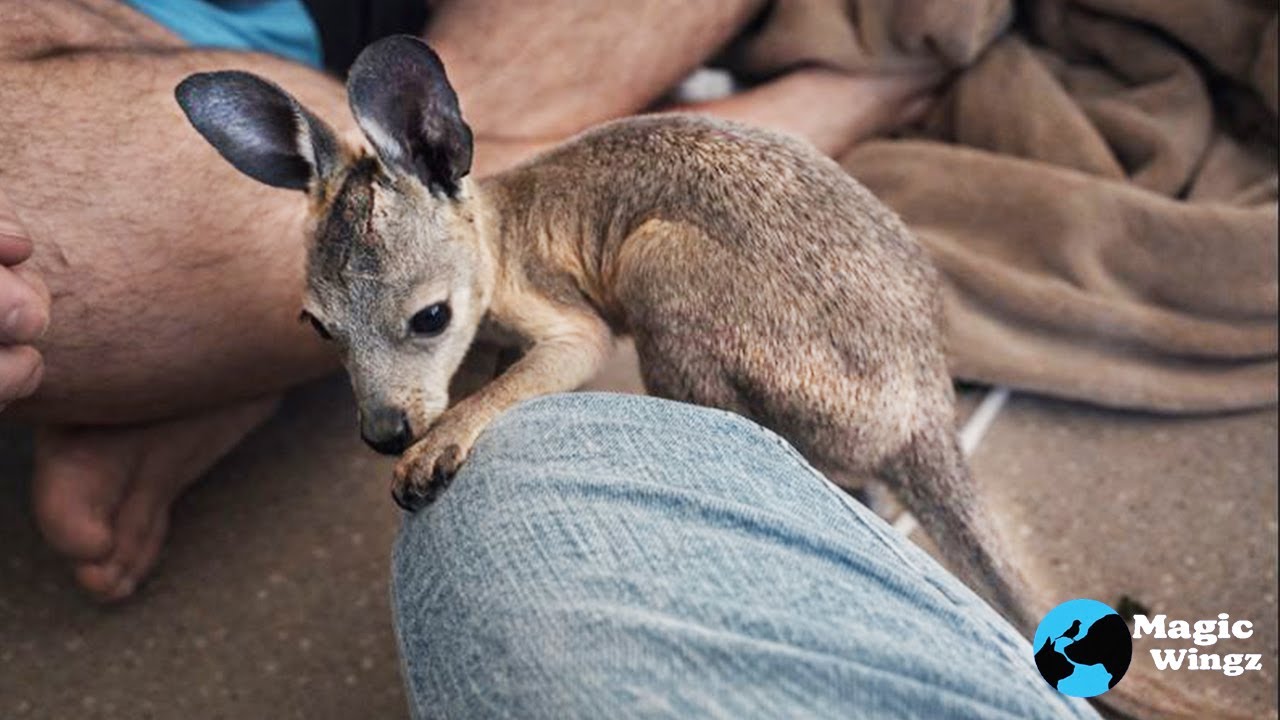 This Rescue Baby Found His Forever Mom | Magic Wingz