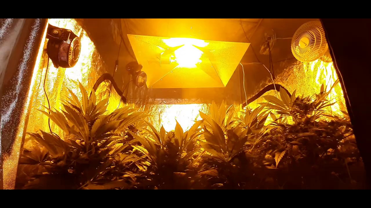 Reflector Indoor Matrix. Garden HighPro