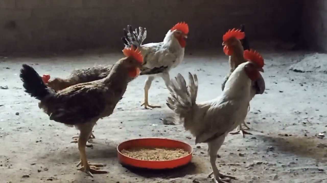 شويه ديوك عسل 🐔♥️