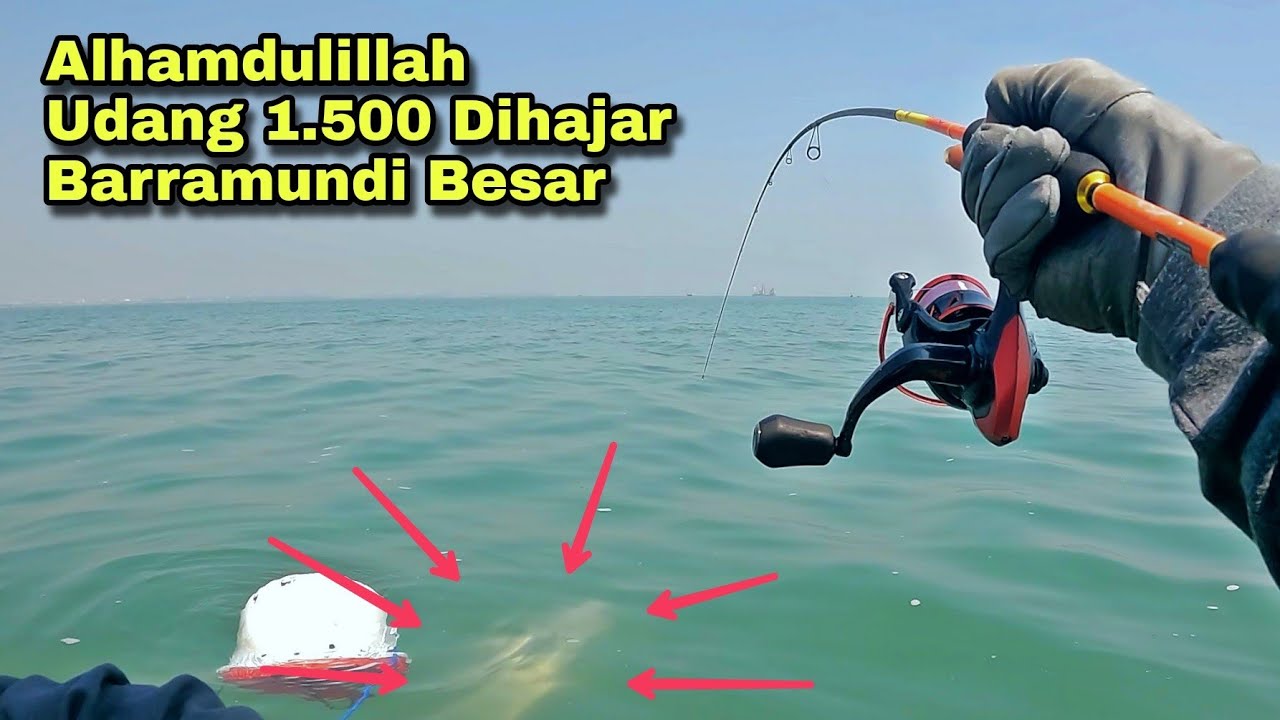 Rejeki Gak Kemana !!! Untung Saja Naik, Mancing Pakai Udang 1.500 Di Hajar Barramundi Babon