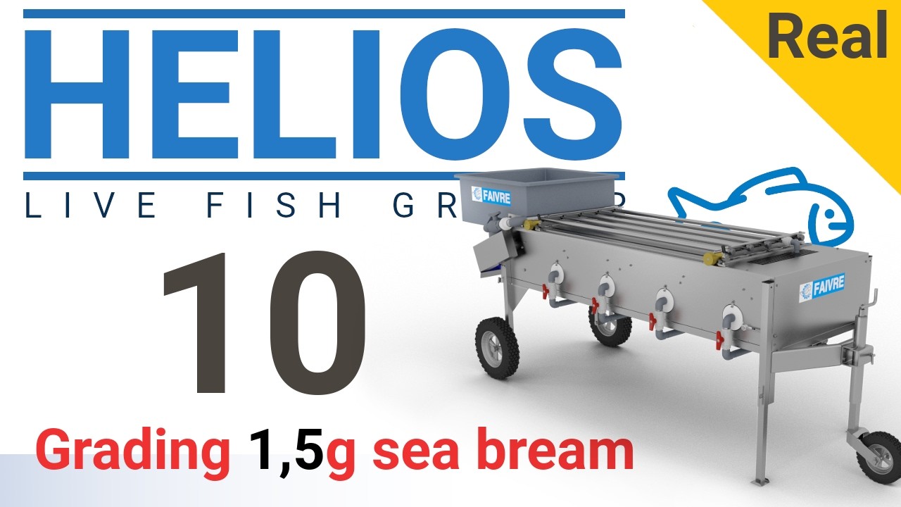 Grading 1,5g sea bass with grader Helios 10