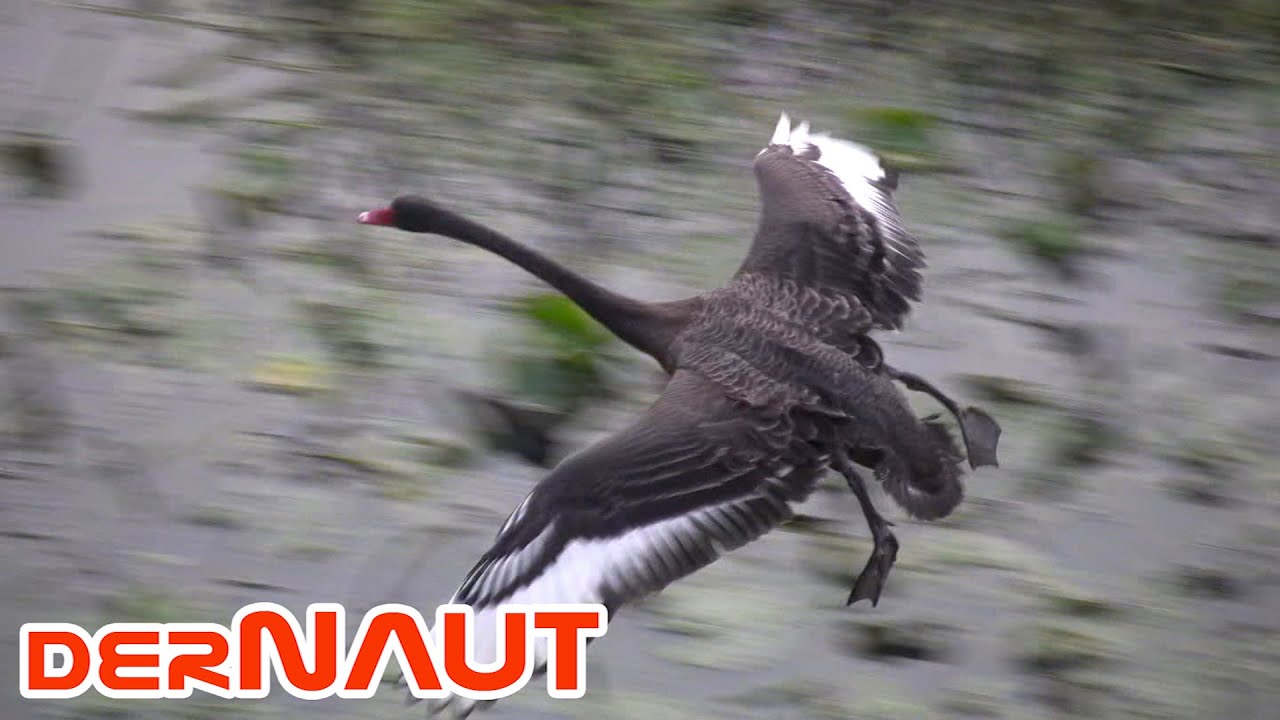 Ready to take off | उड़ने के लिए तैयार