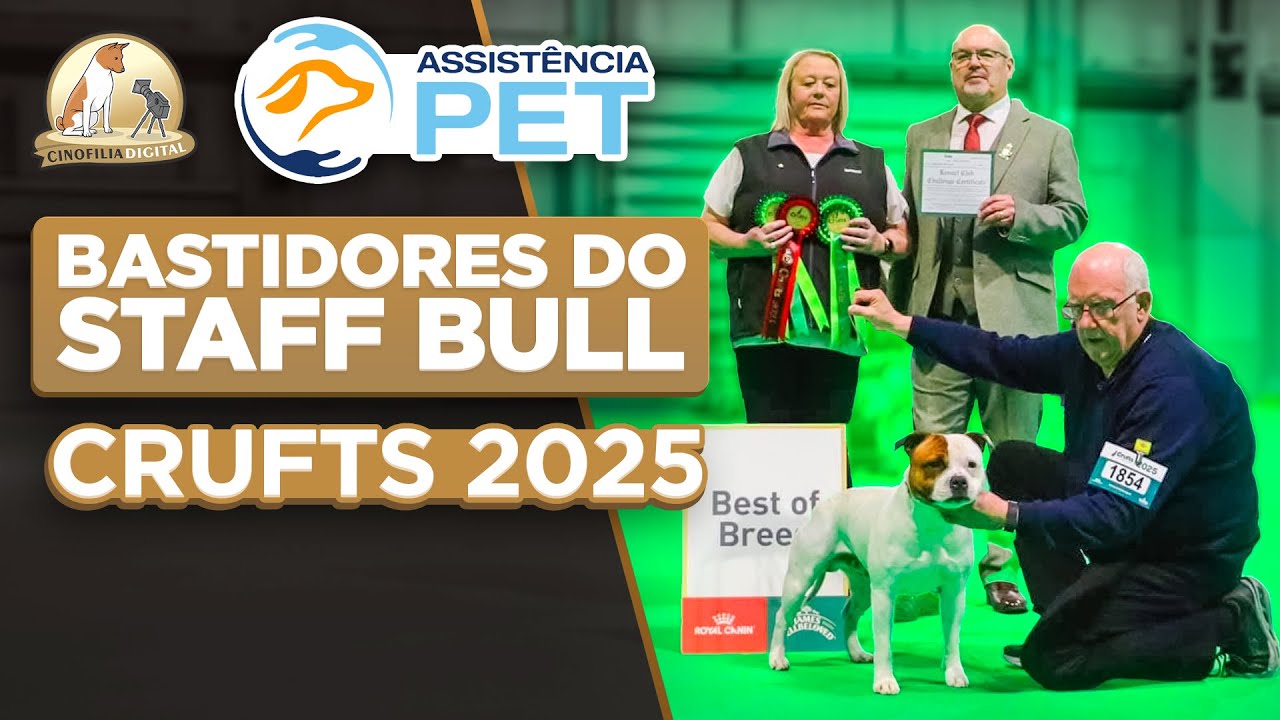 Staffordshire Bull Terrier em Crufts 2025 | Cinofilia Digital