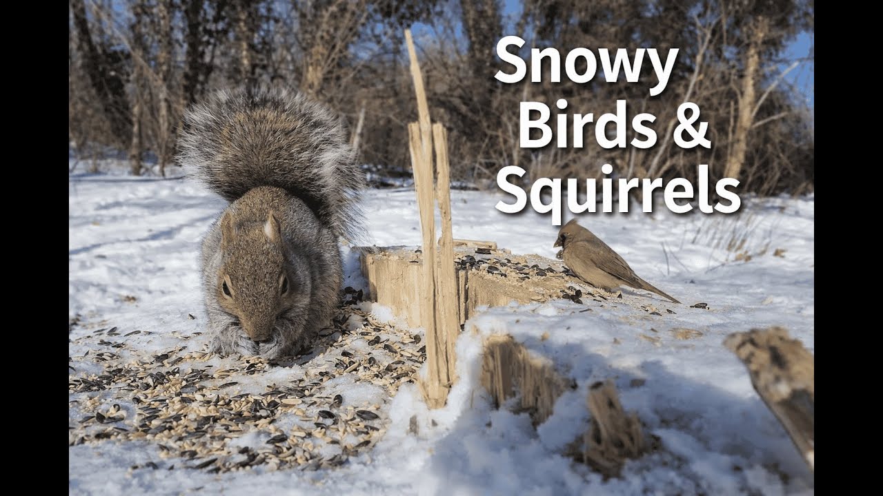 1 Hour Backyard Birds & Squirrels Eating Seeds in the Snow | Relaxing Nature Video for Cats & Humans