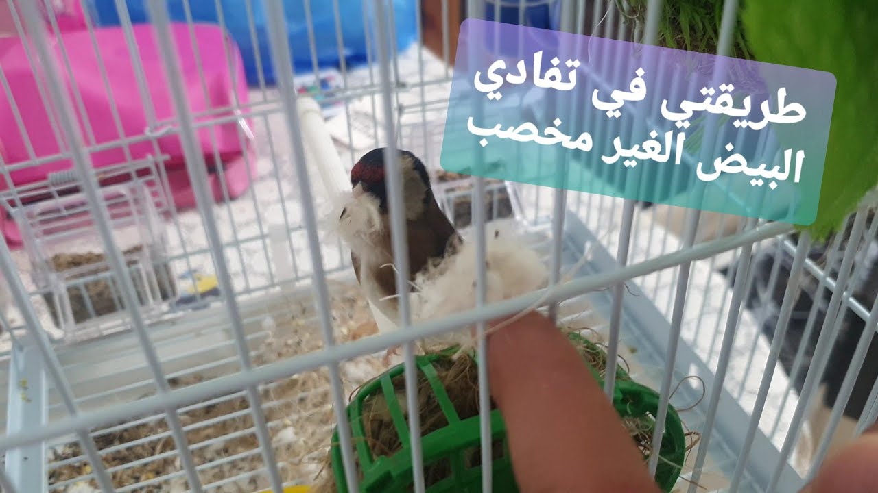 طريقتي الخاصة لتفادي البيض الغير نخصب و أستعملها فقط مع بعض الأزواج و ليس كلهم..و هي طريقتي الخاصة .