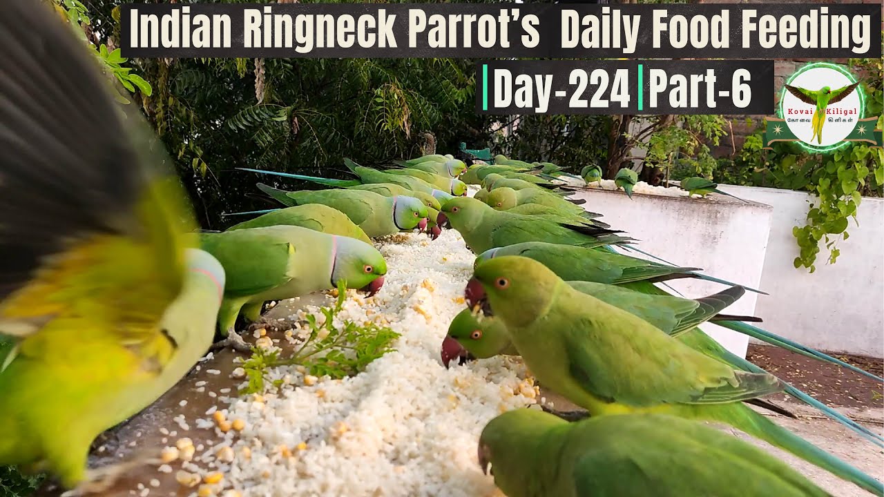 Indian Ringneck Parrot Daily Food Feeding🌸| Day 224 | Part-6