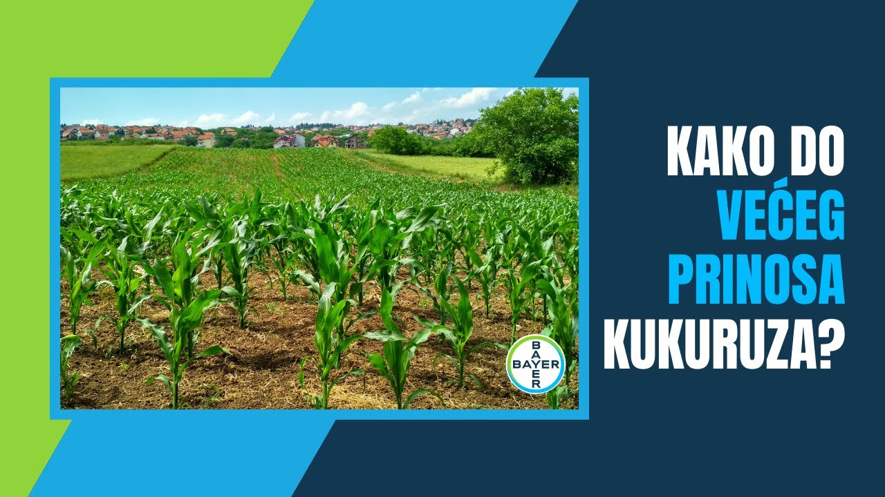 GREŠKE u Proizvodnji KUKURUZA – Kako do ODLIČNIH Prinosa? | Bayer CropScience ONLINE Prezentacije