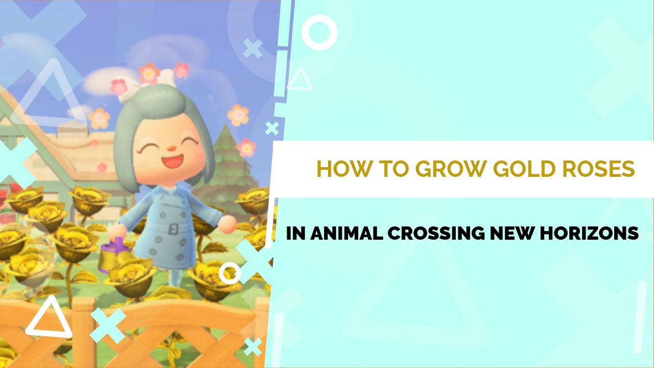 How to Grow GOLD ROSES in Animal Crossing New Horizons