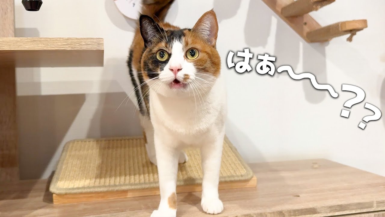 おしゃべりな猫を”別の猫の名前”で呼んだら反応が可愛すぎましたwww