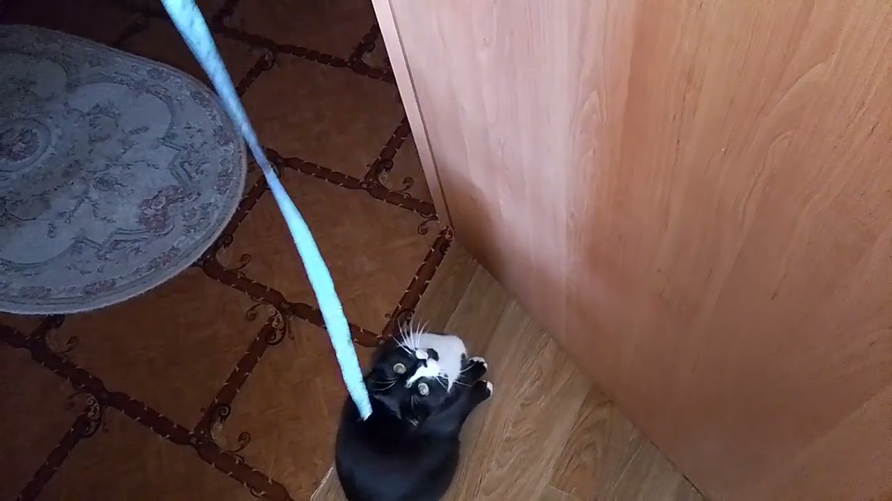 ЛЕНТЯЙНОЕ  УТРО !!🙀ЖИЗНЬ КОТОВ: ЛЮБОФФ,РАЗВЛЕКУХИ И 