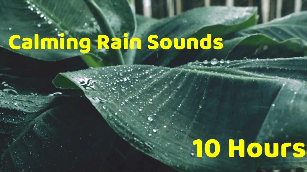 Coquis & Rain | Relaxing Rainforest Ambience For Better Sleep & Anxiety Relief 10 Hour Calming Video