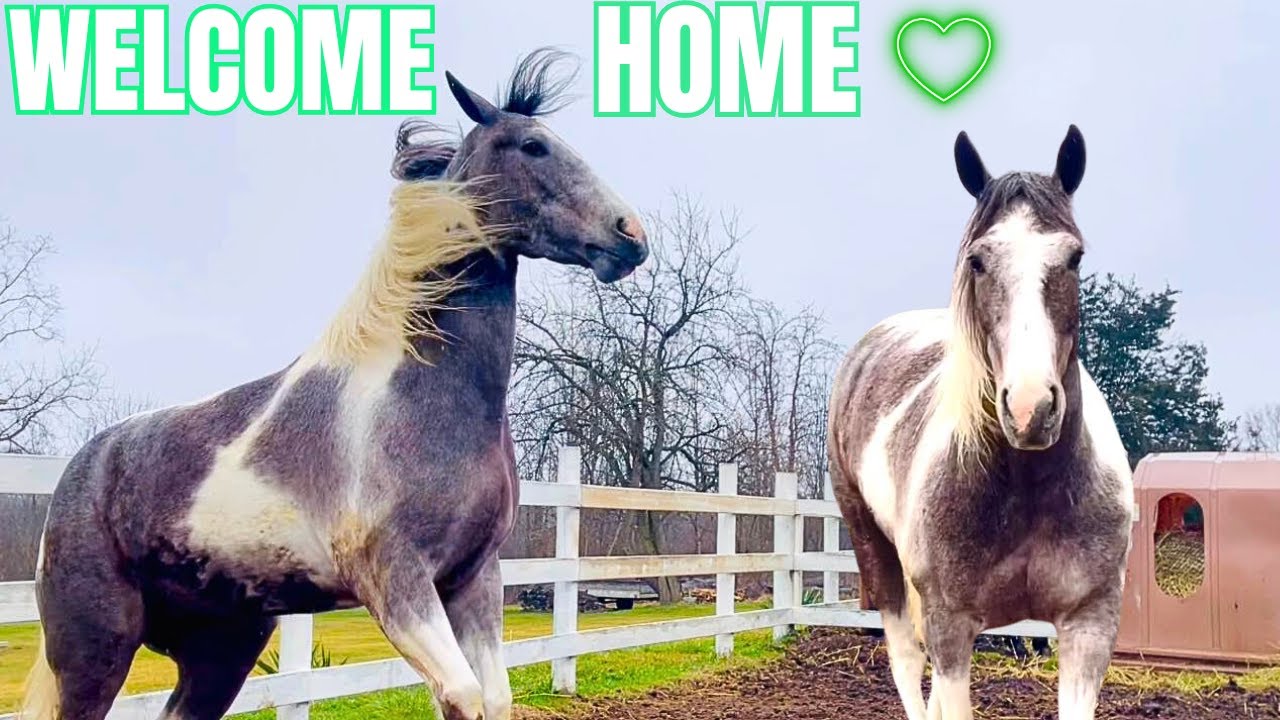 Meet My New Horse Sleeping Beauty!