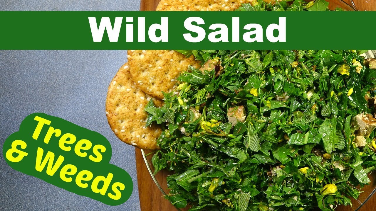 Foraging a Wild Edible Salad: with 11 common spring weeds, tree leaves, and flowers