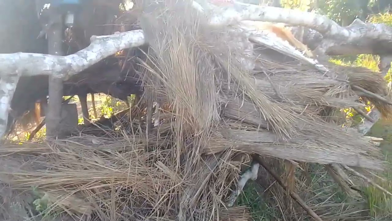 අලි ඇවිත් කරපු වැඩේ බලන්න sri lanka elephant attack tree house