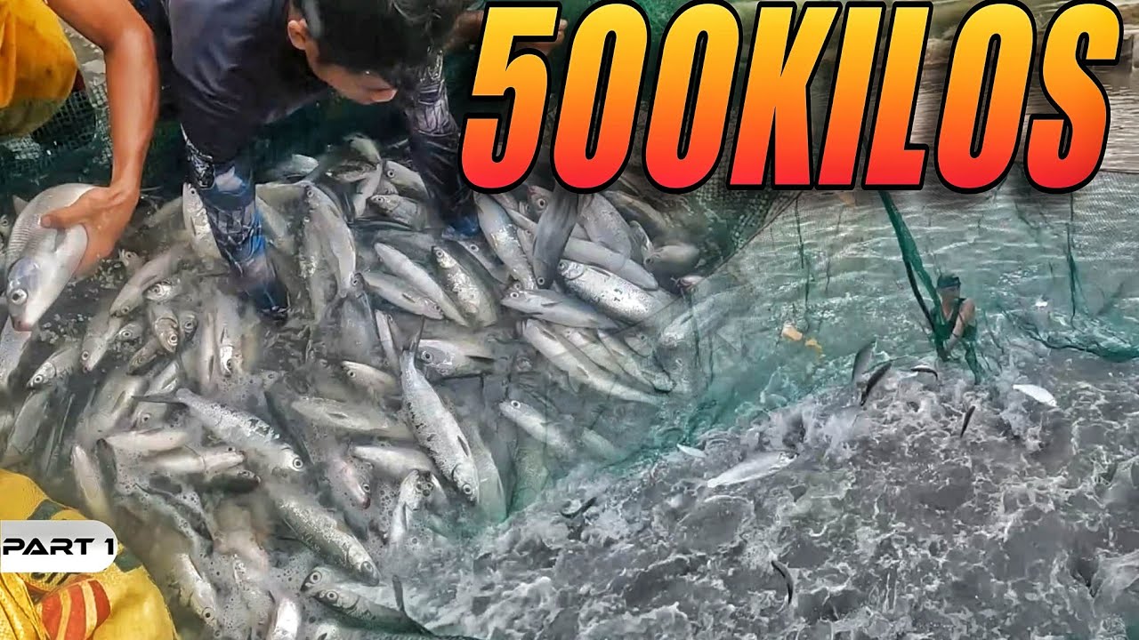 P1 - Limandaang Kilong Bangus