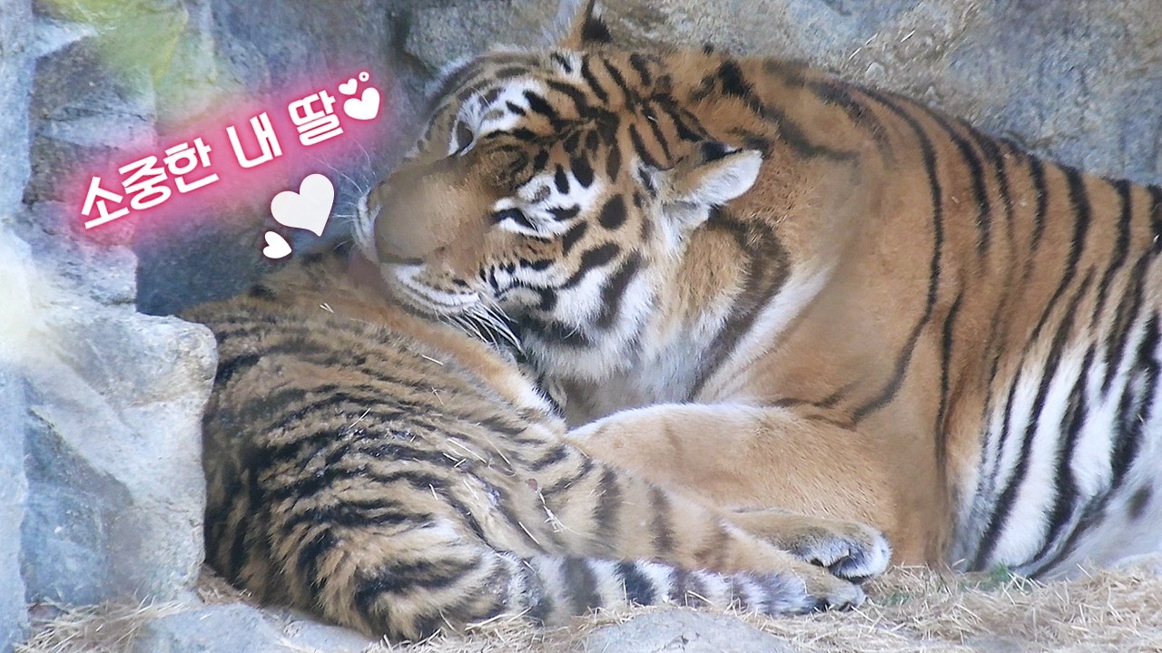 사랑스럽고 소중한 내 아가🧡 / 서울대공원 시베리아 호랑이 펜자, 아기 호랑이 설호