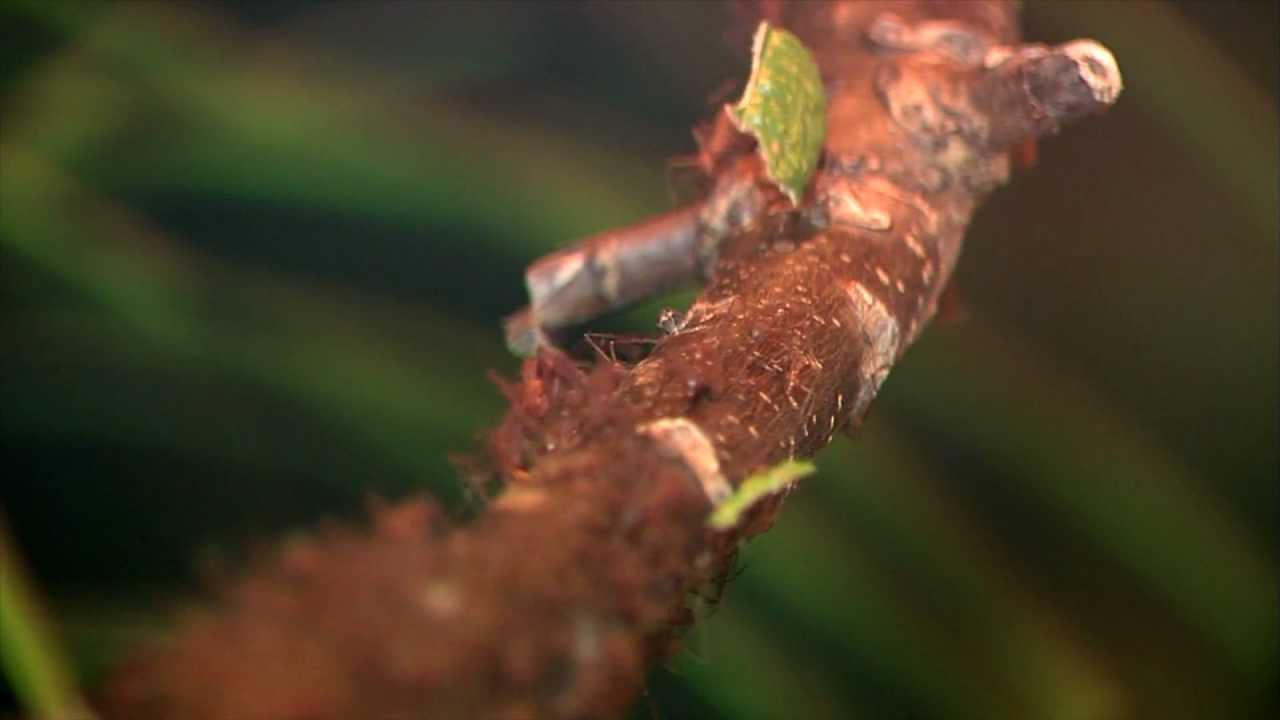 Leaf-cutting Ants - Cincinnati Zoo