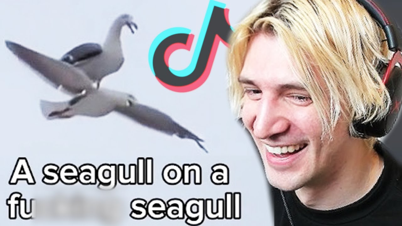 XQC REACTS TO AMAZING TIKTOKS