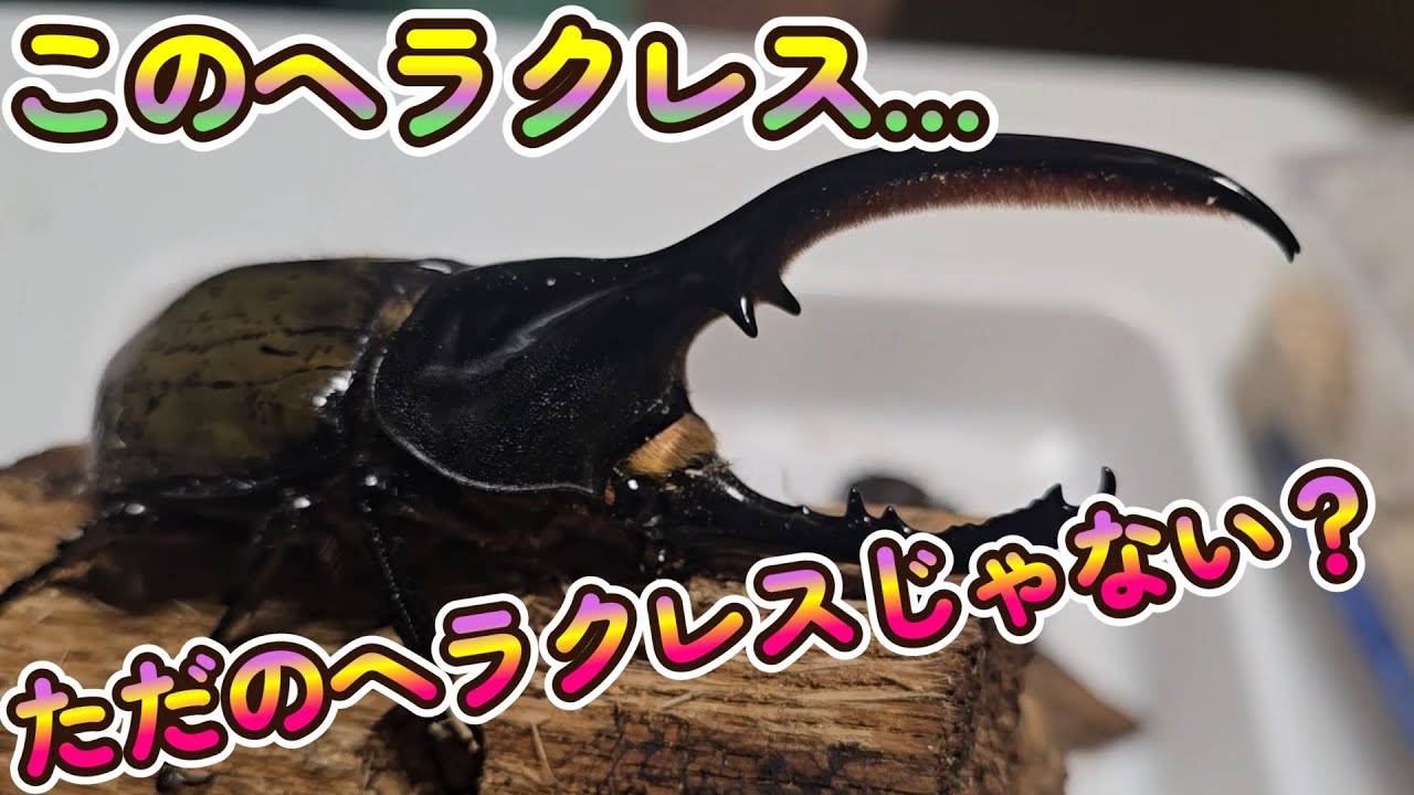 このヘラクレス…ただのヘラクレスじゃない？