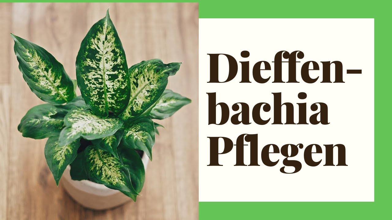 Dieffenbachia pflegen - So einfach pflegen Sie die Zimmerpflanze