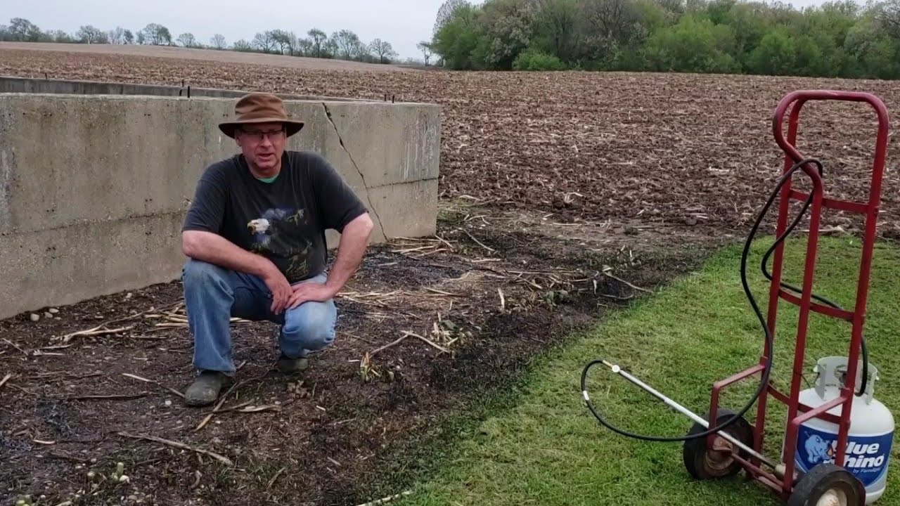 SMALL ASPARAGUS BED WEED CONTROL- EASY & SAFE