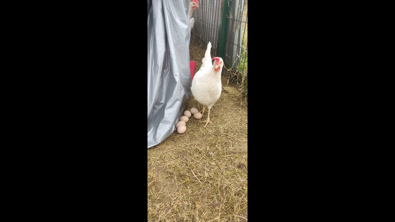 GEZEN TAVUK KÜMESİ YUMURTA TOPLAMA VE SOHBET