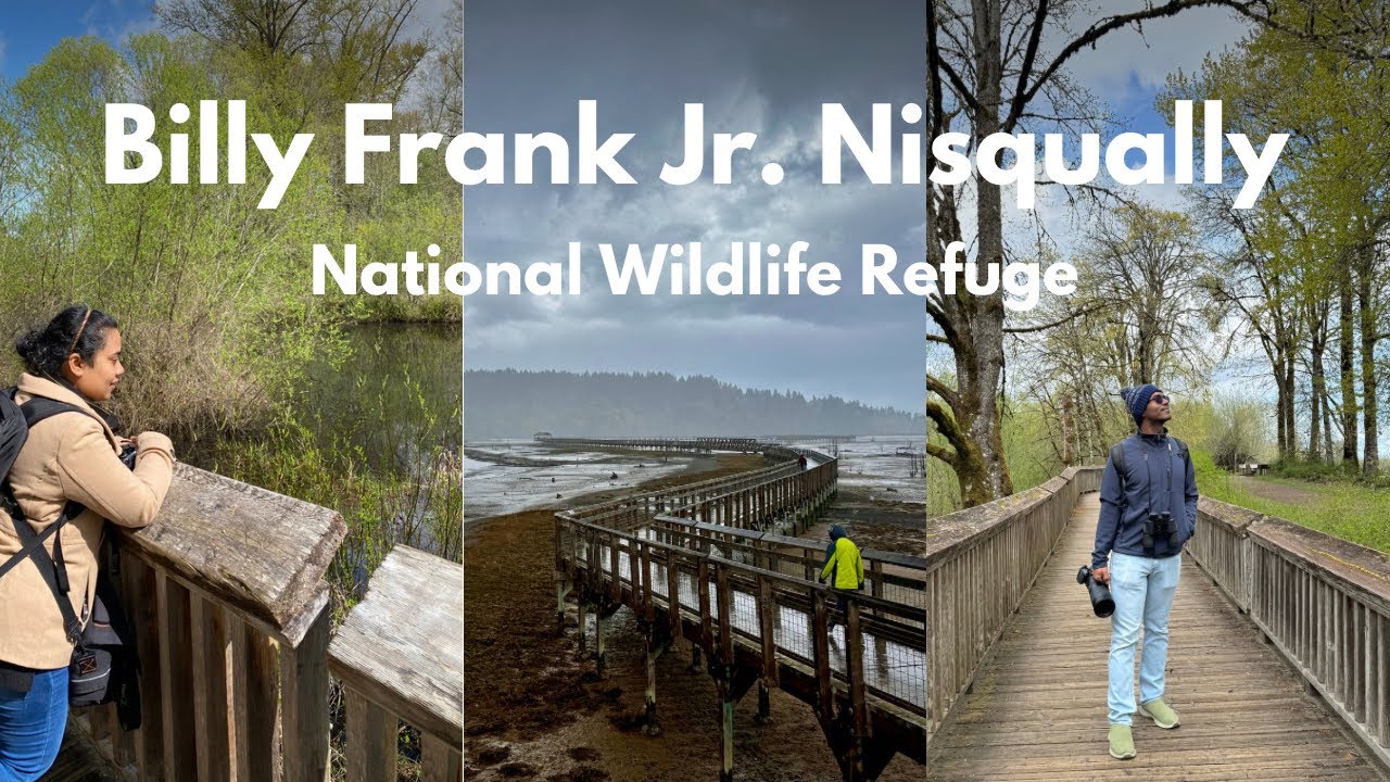 Birding at Billy Frank Jr Nisqually National Wildlife Refuge, Olympia