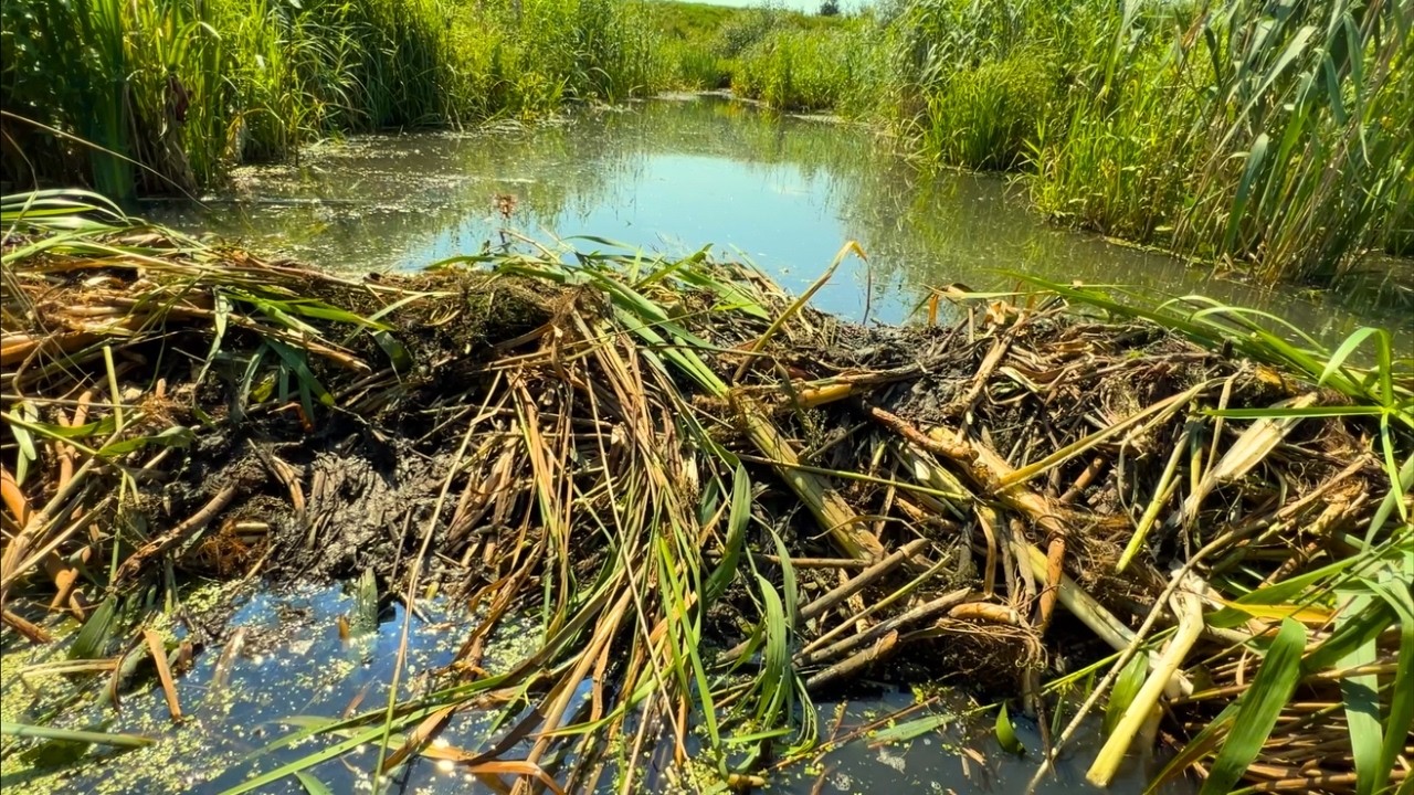 🚴 Beaver Dam Removal in the Reeds – Restoring Water Flow to the Pump Station!
