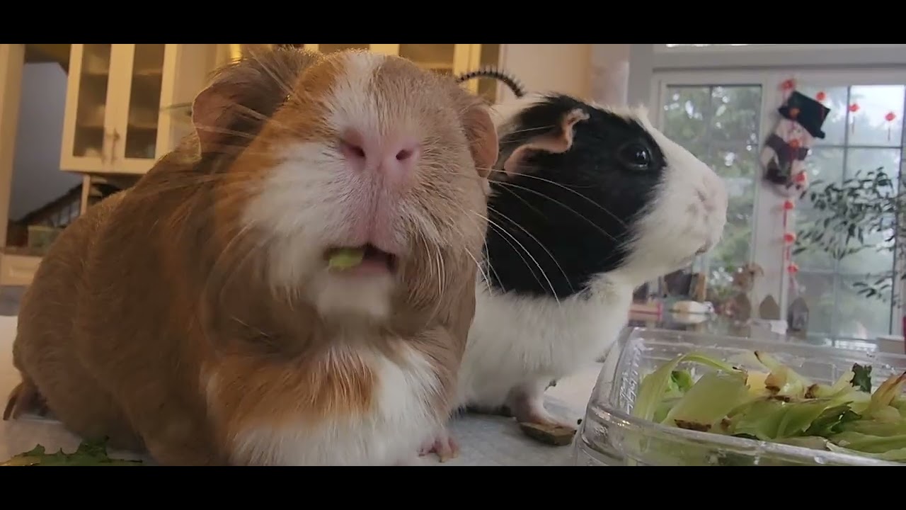 Cute happy guniea pigs Milky Coco eating greens sounds at last day of 2025, see u all 2026