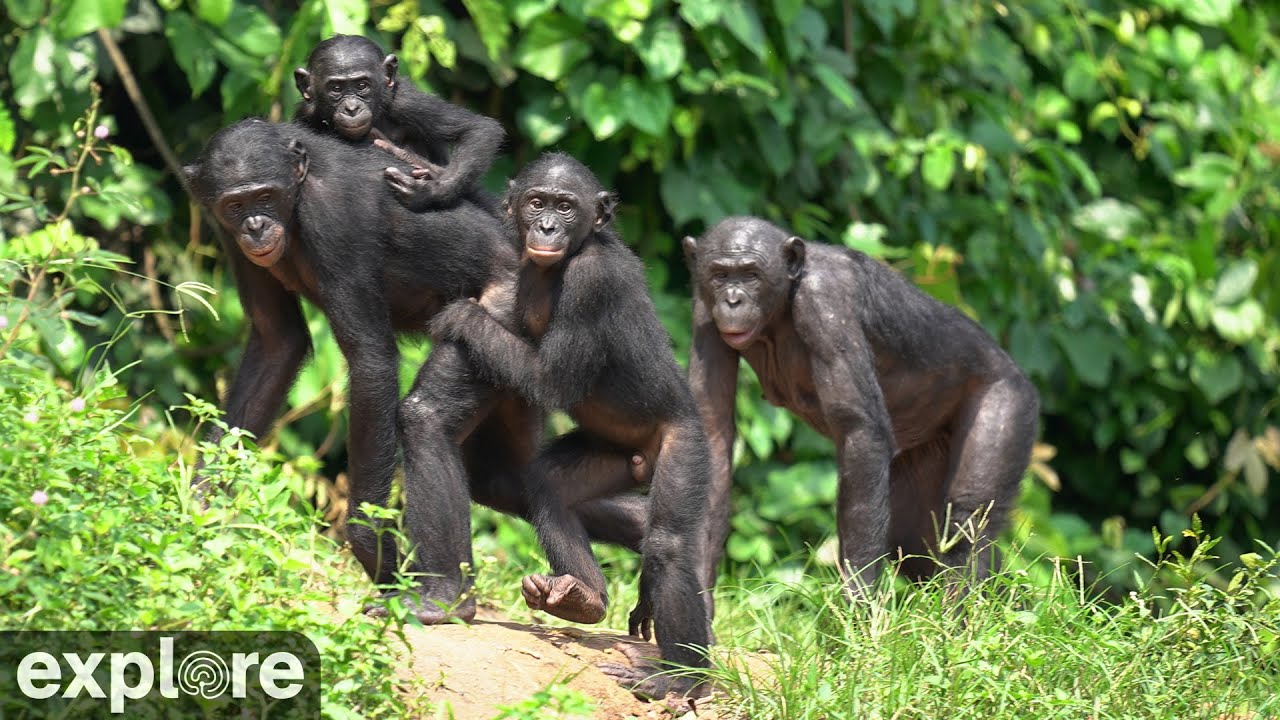 Lola ya Bonobo Sanctuary Enclosure powered by EXPLORE.org