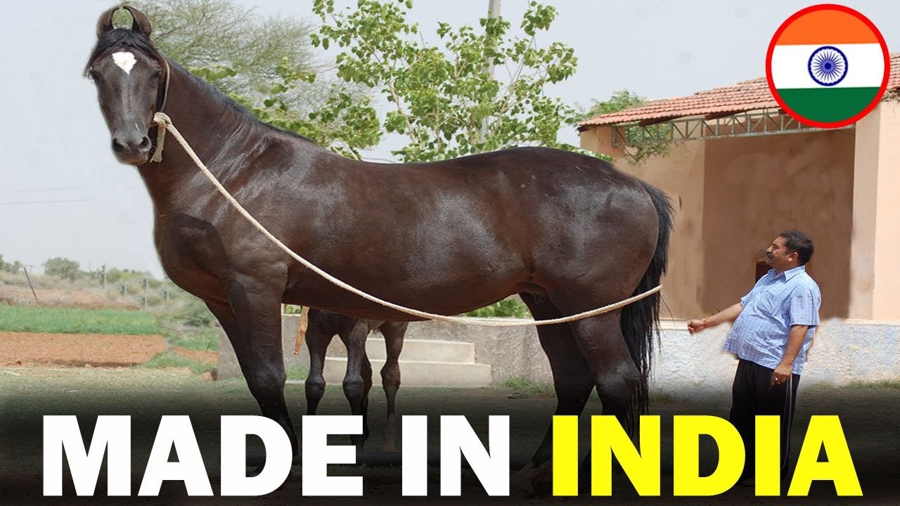 6 RARE Indian Origin Horse Breeds You Don&rsquo;t Know About!!