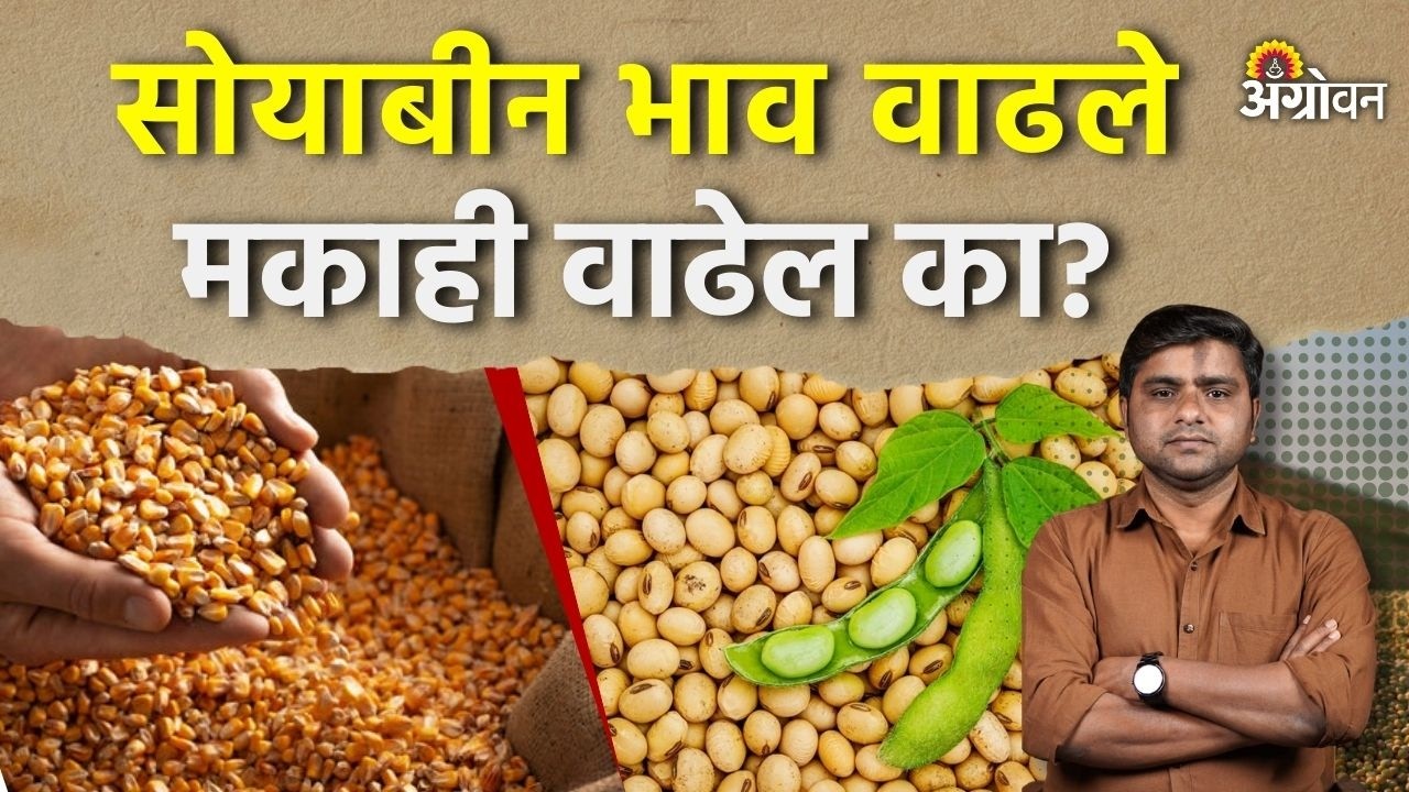 Soybean, Maize Rate: सोयाबीनच्या भावात दोन दिवसात २०० ते ३०० रुपयांची सुधारणा | Agrowon