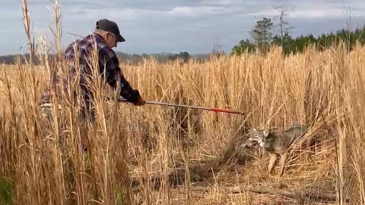 “A LEGENDARY TRAPPER” Making HOMEMADE Snares & Catching Coyotes (PREDATOR CONTROL)