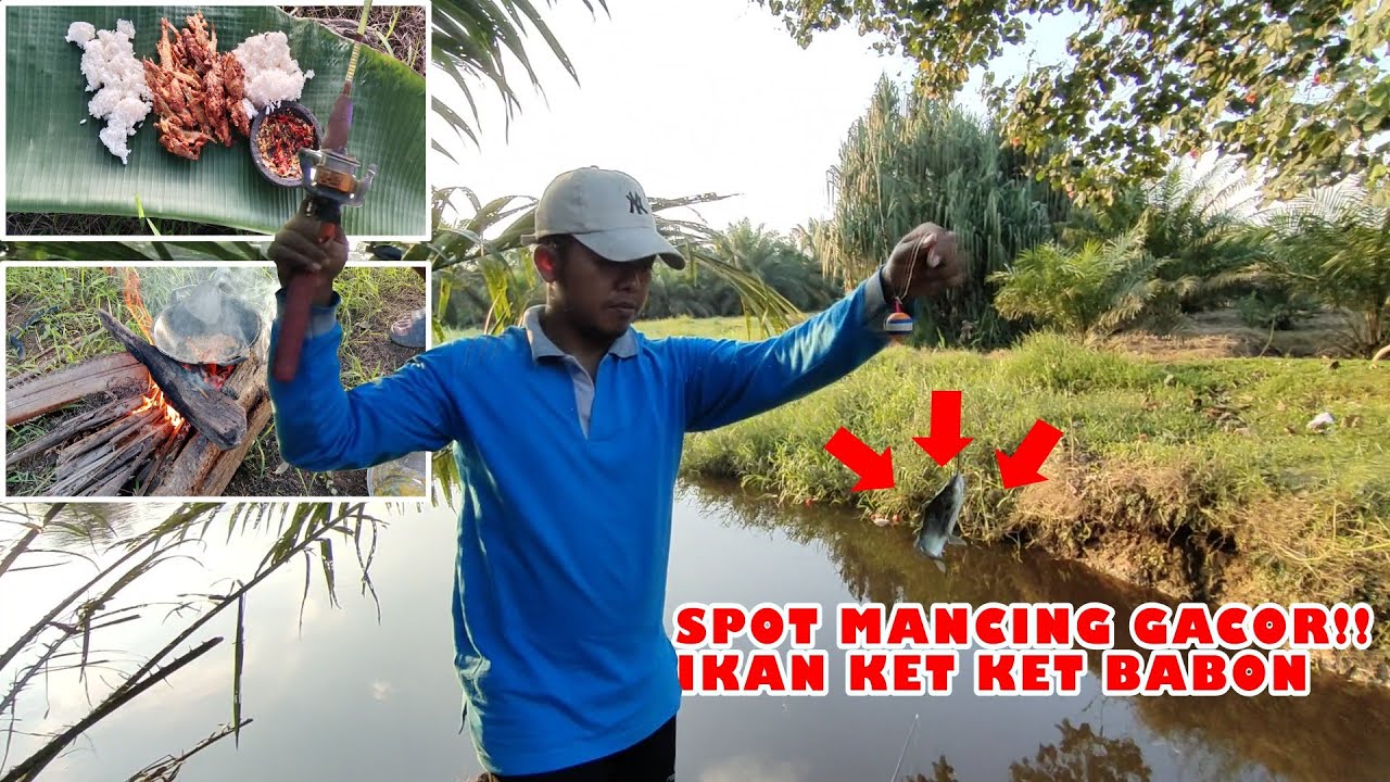 🍃SPOT MANCING GACOR‼️ IKAN KET KET BABON #tranding #fishing #cooking #viralvidio