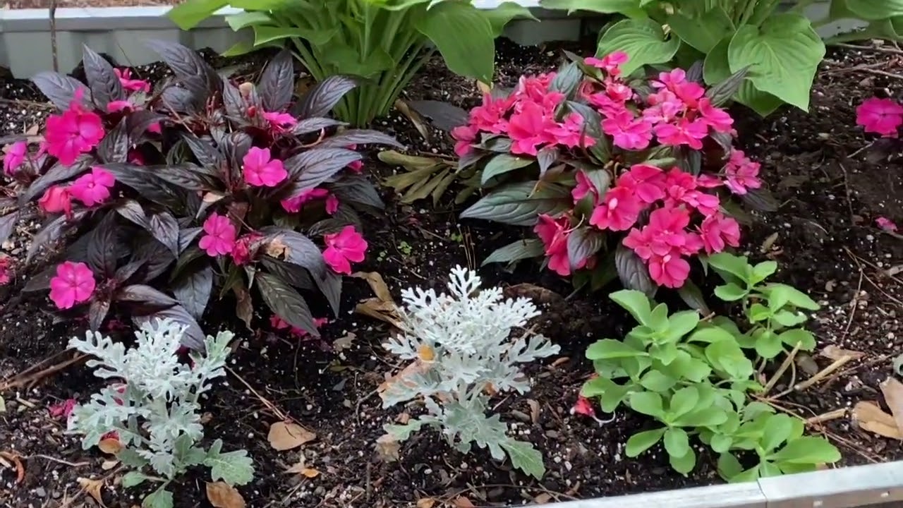 Shade Garden Tour (Zone 8a) | Gardening Mindfully