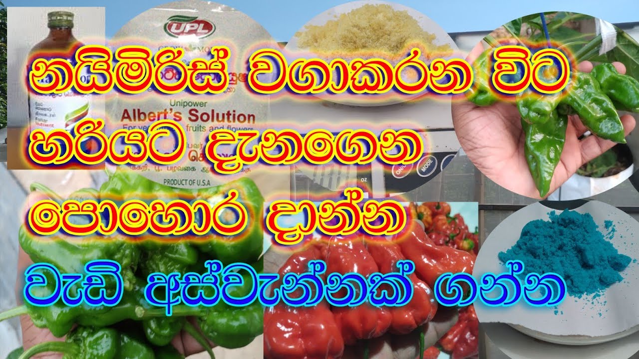 නයිමිරිස් වගාවේ පොහොර බාවිතය 2