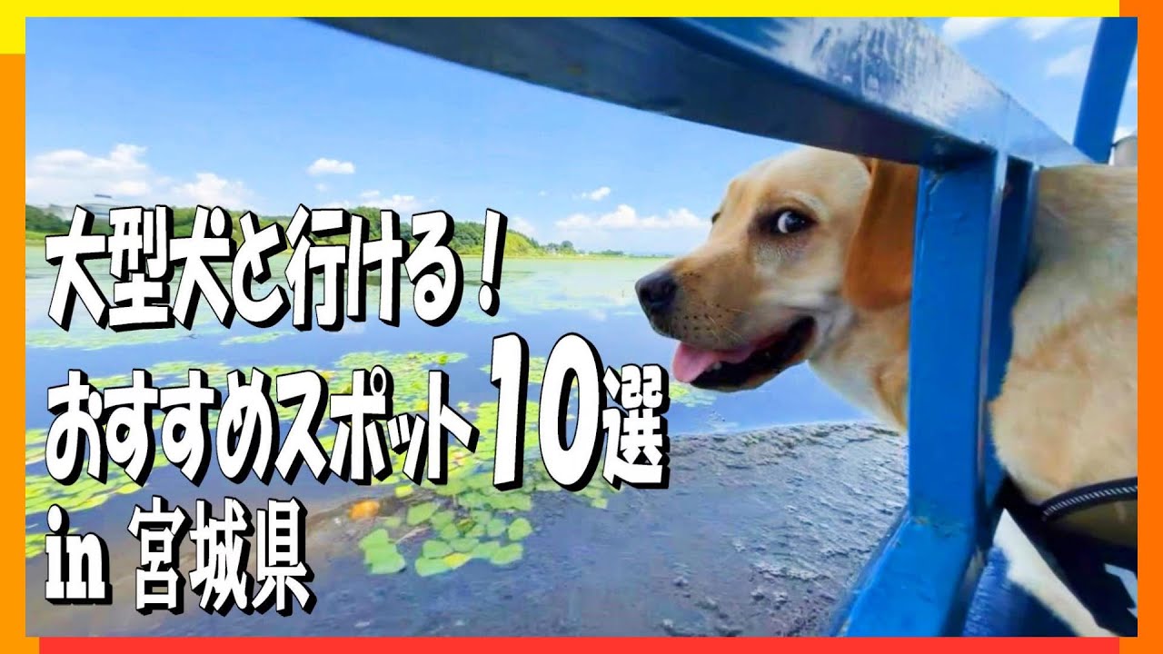【愛犬とおでかけ】宮城県民セレクト！一緒に行って良かった場所10選