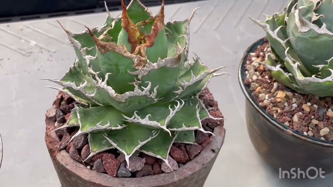 Agave Titanota Collection / Cactus & Succulent Festival 30-31 / 8 / 2025 @ Central Ladprao